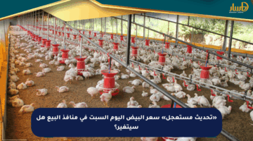 «تحديث مستعجل» سعر البيض اليوم السبت في منافذ البيع هل سيتغير؟